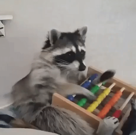 gif de um guaxinim brincando com um ábaco